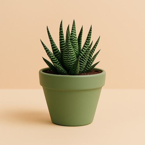 Haworthia Fasciata